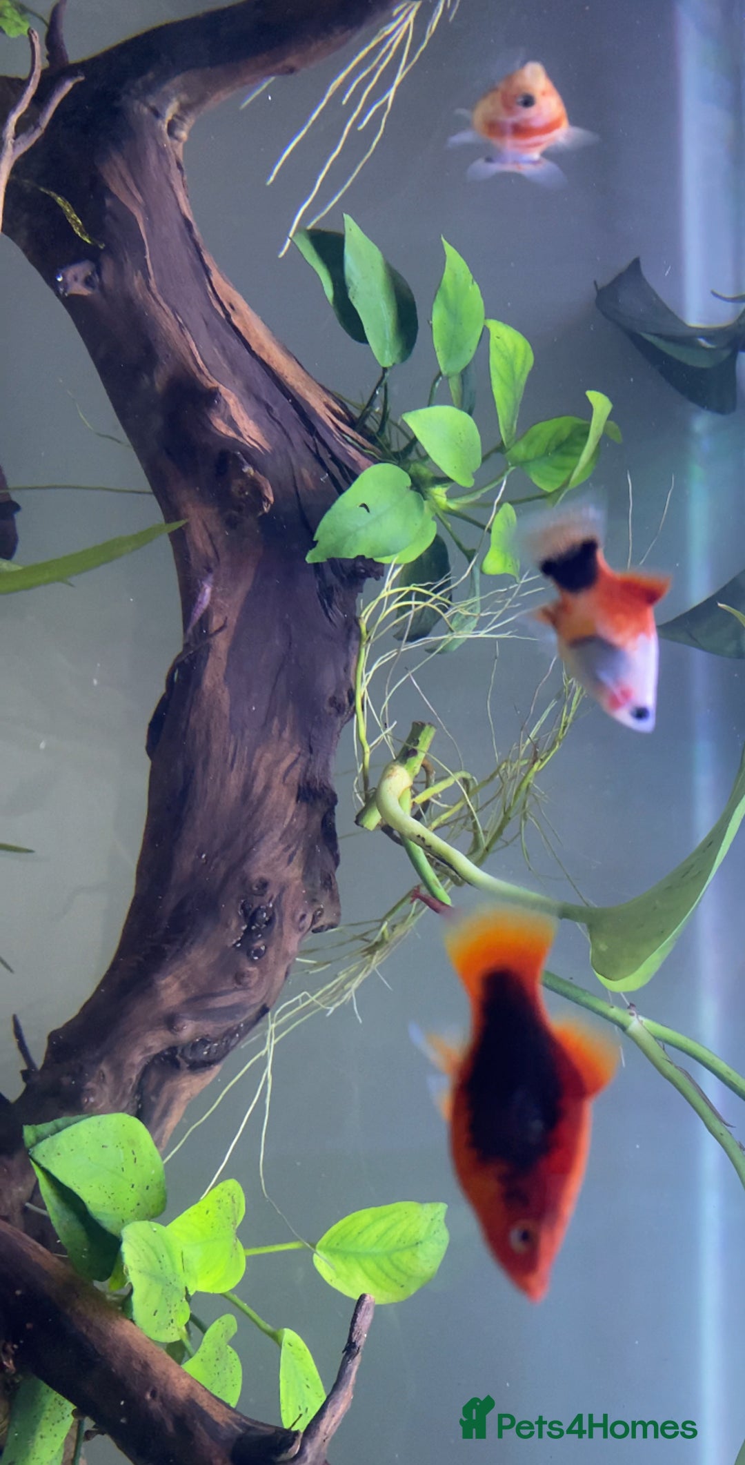 Corys fish for sale: 4 Corys and 3 platies + food - Advert 2