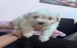 Bichon Frise dogs for sale: Adorable Puppies Ready for Their Forever Homes  - Image 9