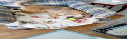 Mixed Breed dogs for adoption: Meet Bitsy,currently residing in Wrexham  in Wrexham - Advert 7