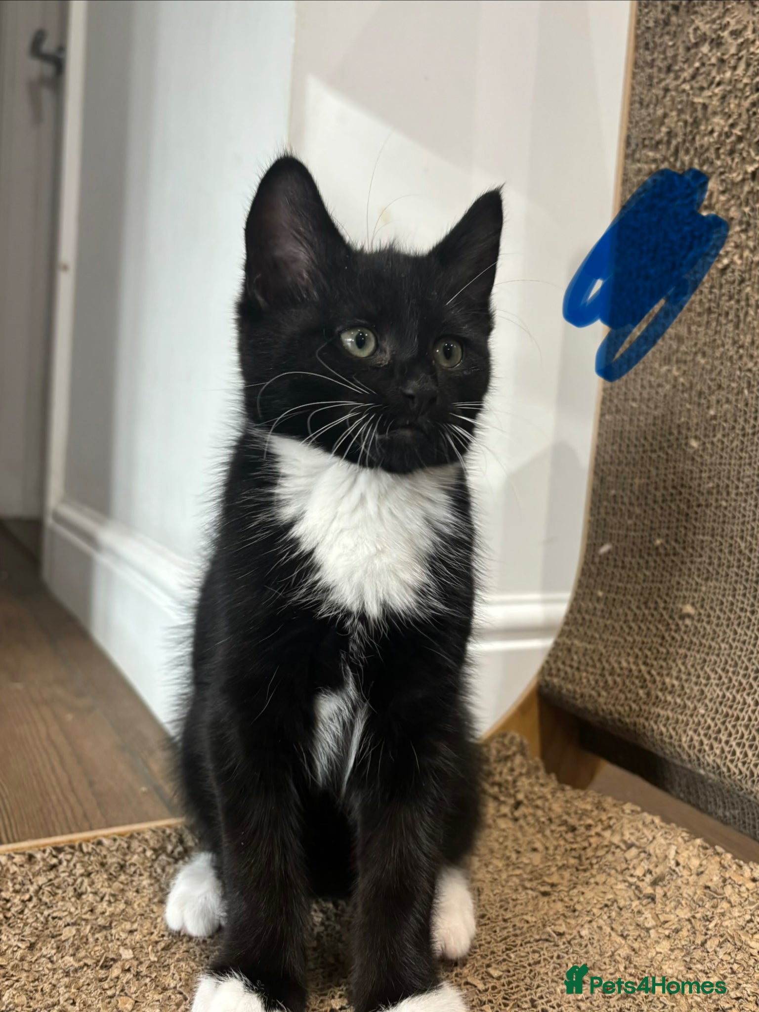Mixed Breed cats for sale: 10 week old kittens for sale :) - Advert 5