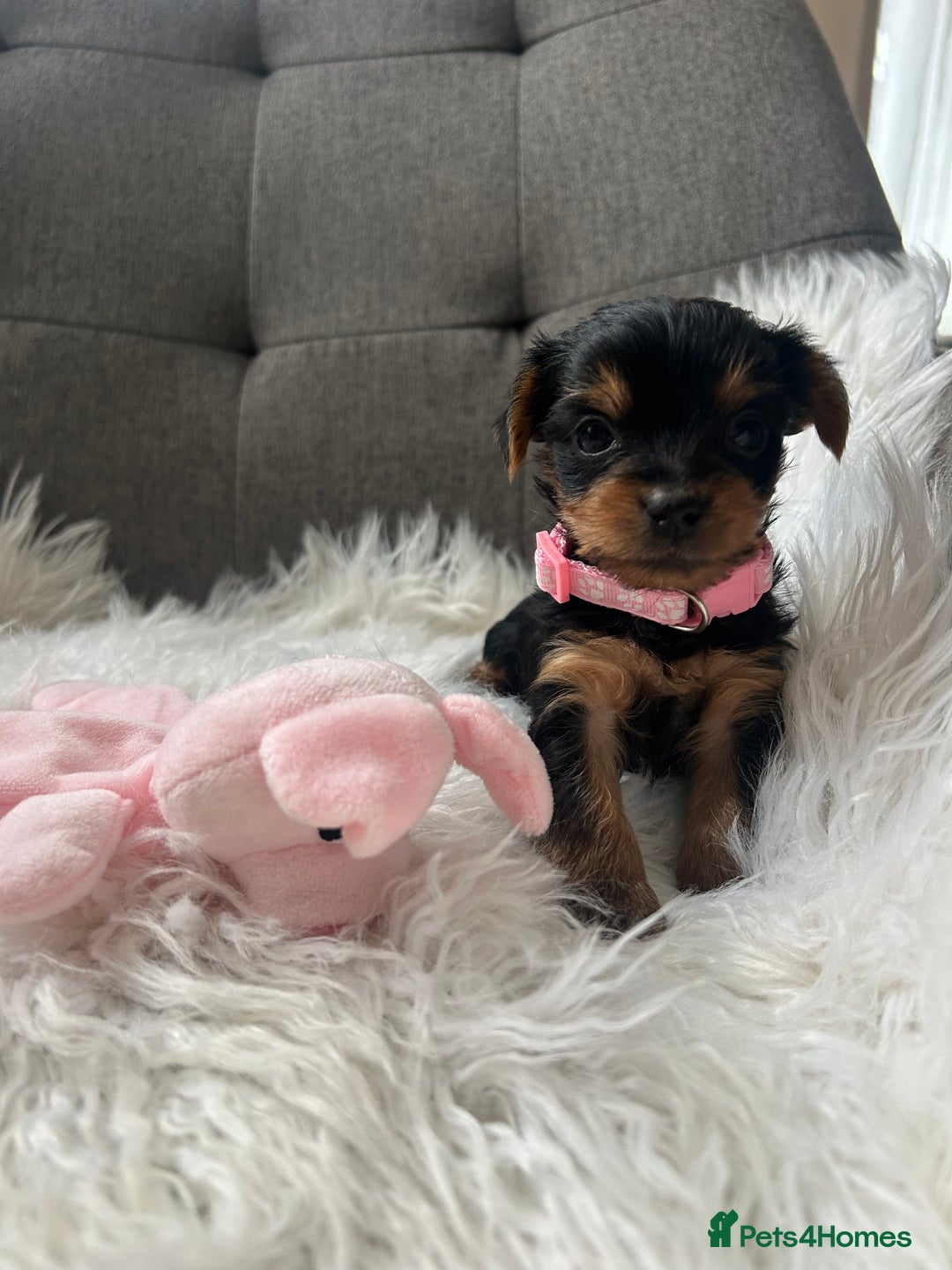 Yorkshire Terrier dogs for sale: Adorable Yorkshire Terrier Puppies✨ - Image 15
