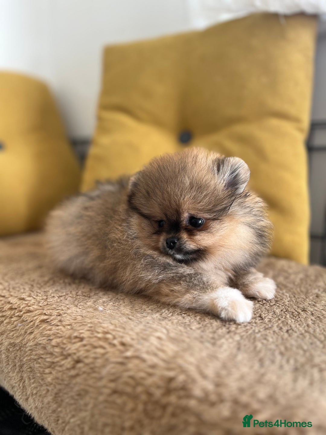 Pomeranian dogs for sale: Very Small Golden🧸Teddy Face Girl - Image 7
