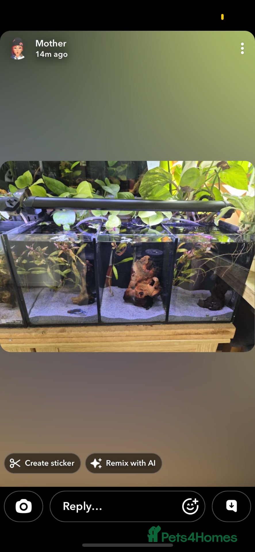 Bettas fish Aqua 1 trio betta tank  - Advert 9
