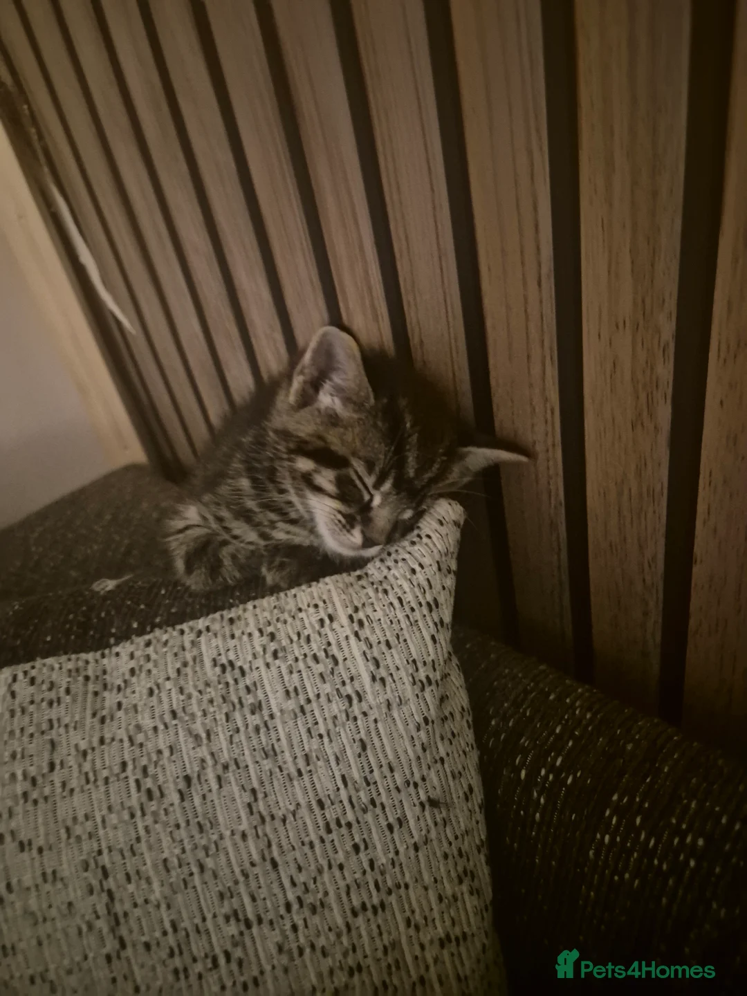 Mixed Breed cats for sale: 3 kittens  - Advert 2