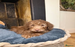 Cockapoo dogs for sale: F2 Cockapoo puppies - Advert 3