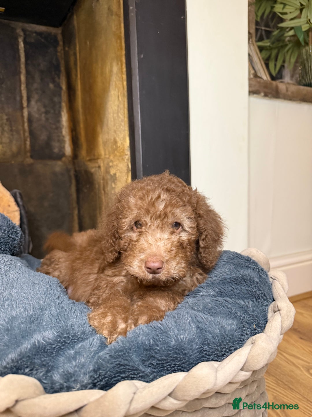 Cockapoo dogs for sale: F2 Cockapoo puppies - Advert 3