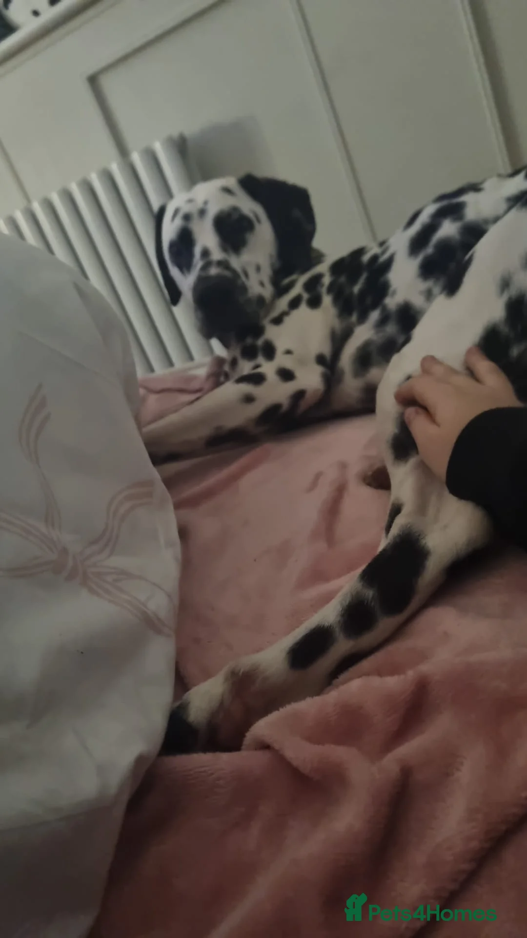 Dalmatian dogs for sale: Beautiful 1YearOld Dalmatian Boy in Chorley - Advert 5