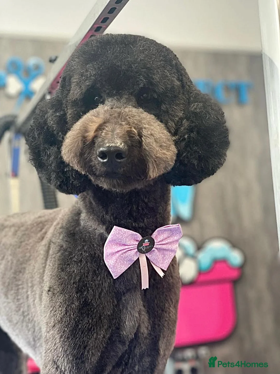 Goldendoodle dogs for sale: F1 Goldendoodles 🖤💛 - Advert 39