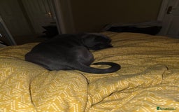 Cane Corso dogs for sale: Cane corso puppies  - Image 4