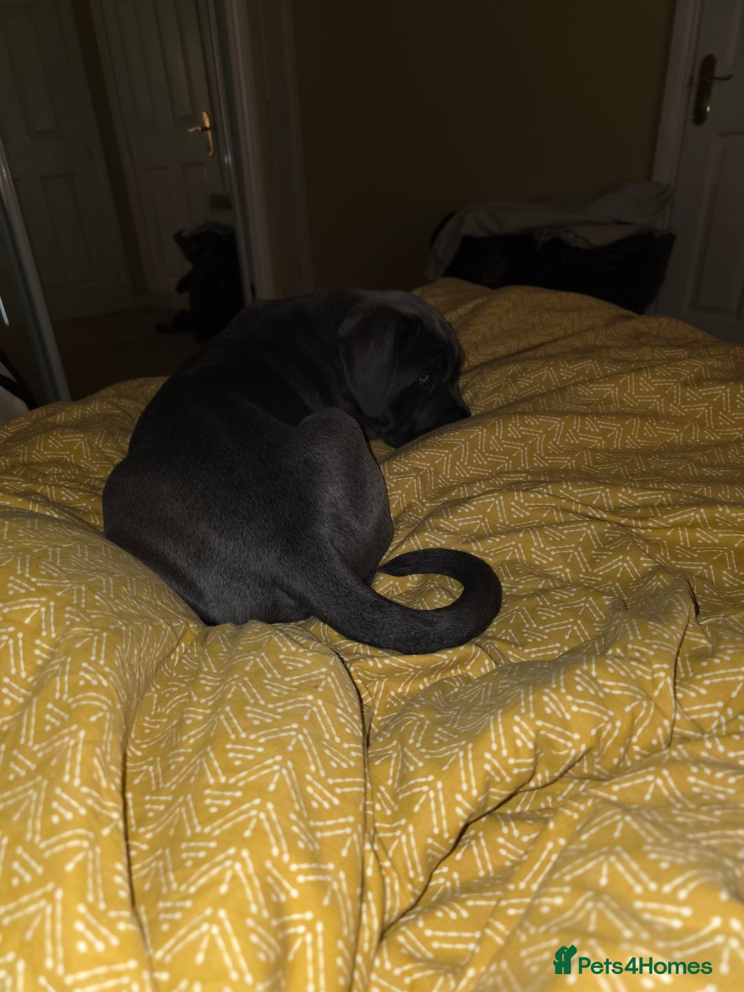 Cane Corso dogs for sale: Cane corso puppies  - Image 4