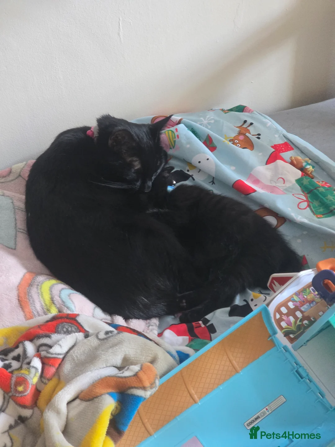 Mixed Breed cats for sale: 2 boy kittens - Advert 2