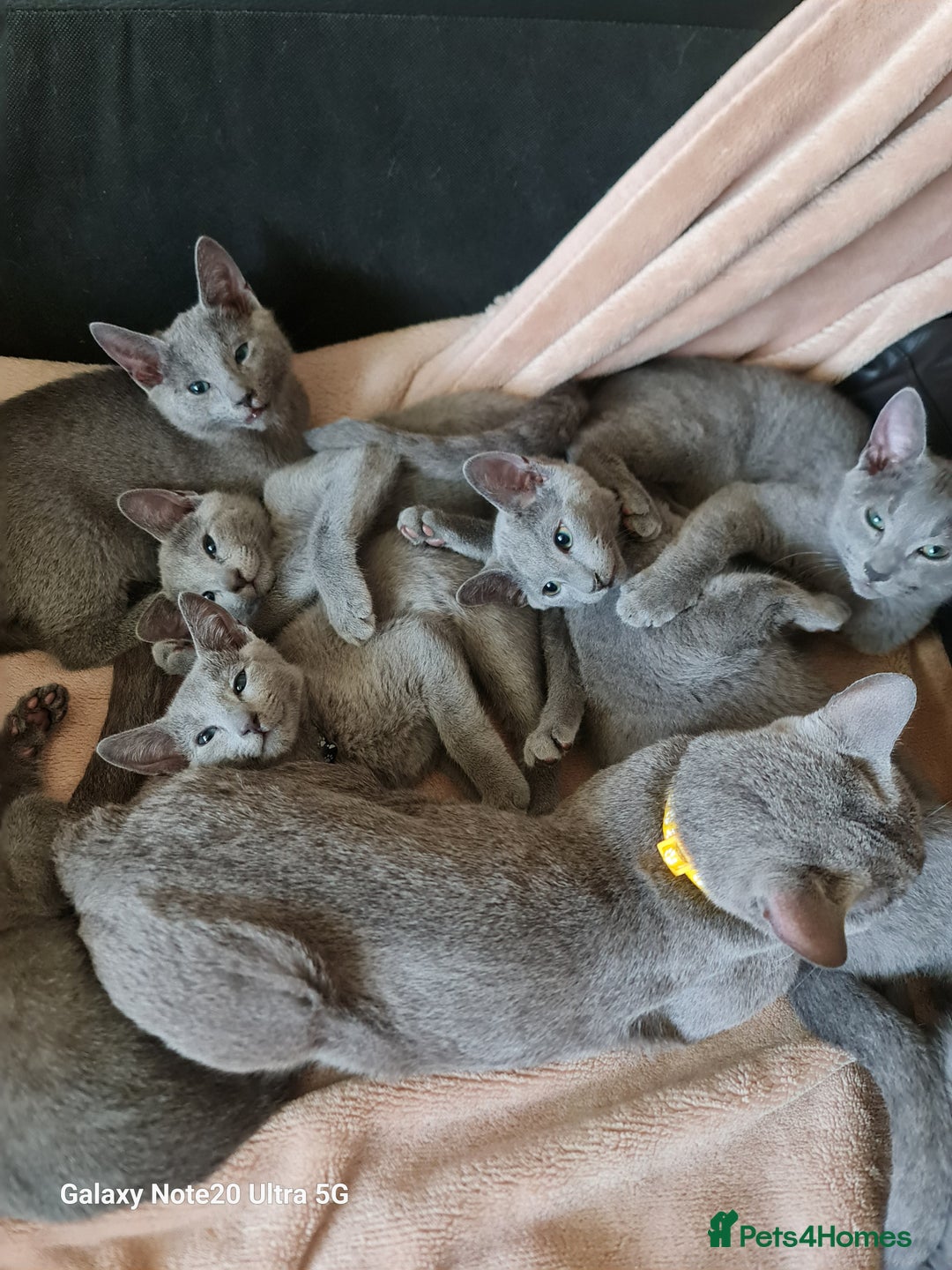 Russian Blue cats for sale: Stunning Russian Blue kittens-pure Pedigree - Advert 6