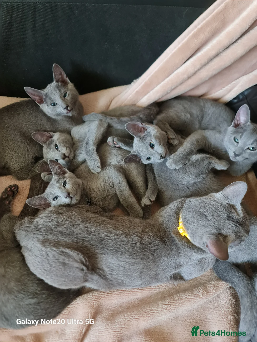 Russian Blue cats for sale: Stunning Russian Blue kittens-pure Pedigree - Advert 12