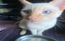 Sphynx cats for sale: Sphynx naked and coated  - Image 25