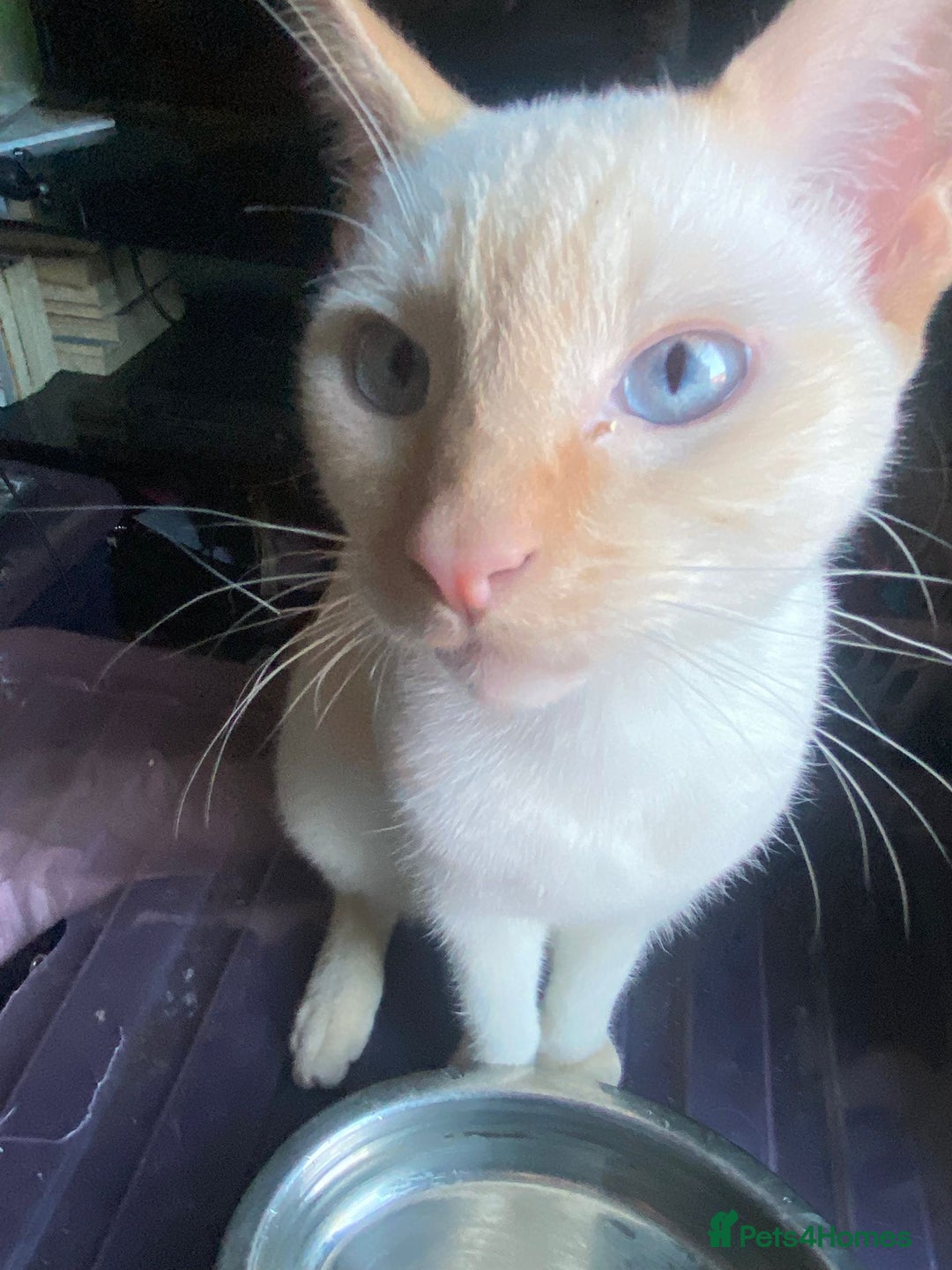 Sphynx cats for sale: Sphynx naked and coated  - Image 25