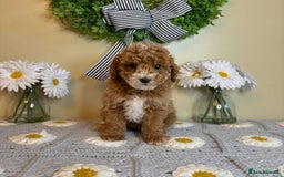 Goldendoodle dogs for sale: Beautiful GoldenDoodle Puppies Ready This Weekend! - Image 11