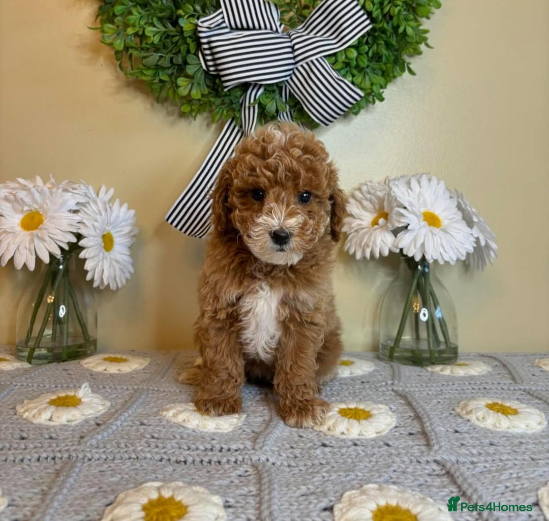 Goldendoodle dogs for sale: Beautiful GoldenDoodle Puppies Ready This Weekend! - Image 11
