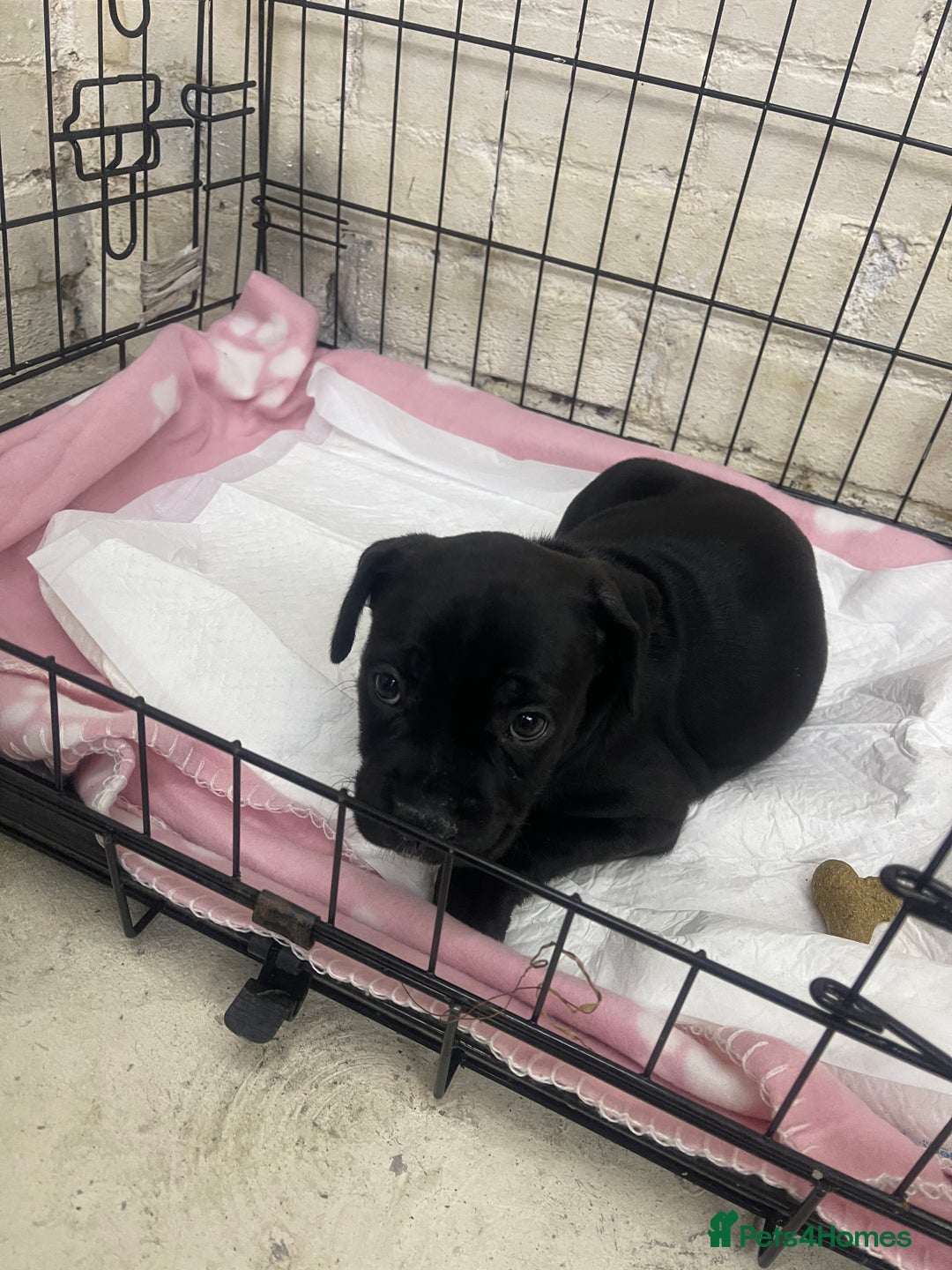 Mixed Breed dogs for sale: Dalmatian cross frenchie  - Image 2