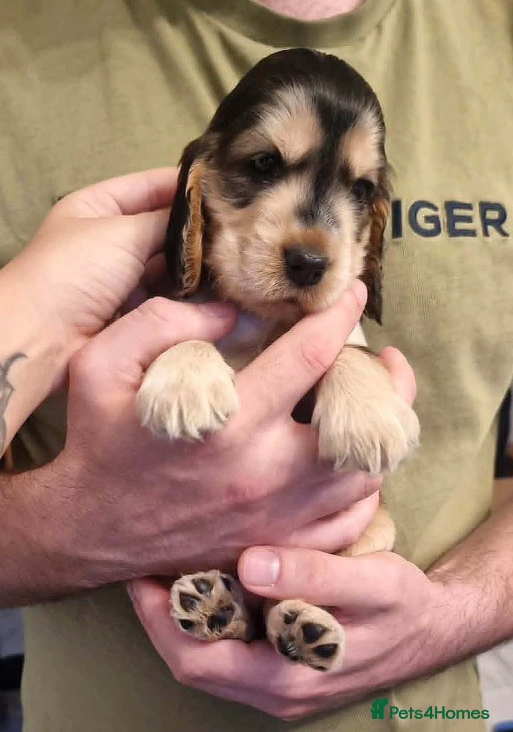 Cocker Spaniel dogs Show Cocker Spaniel Puppies- Champion Lineage🏆🐾 - Advert 1