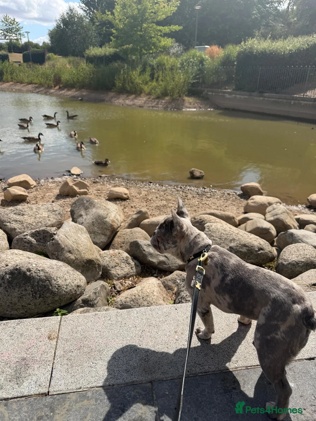 French Bulldog dogs for sale: Lilac Merle Frenchie Boy – 8 Months – Kid Friendly in Telford - Advert 2