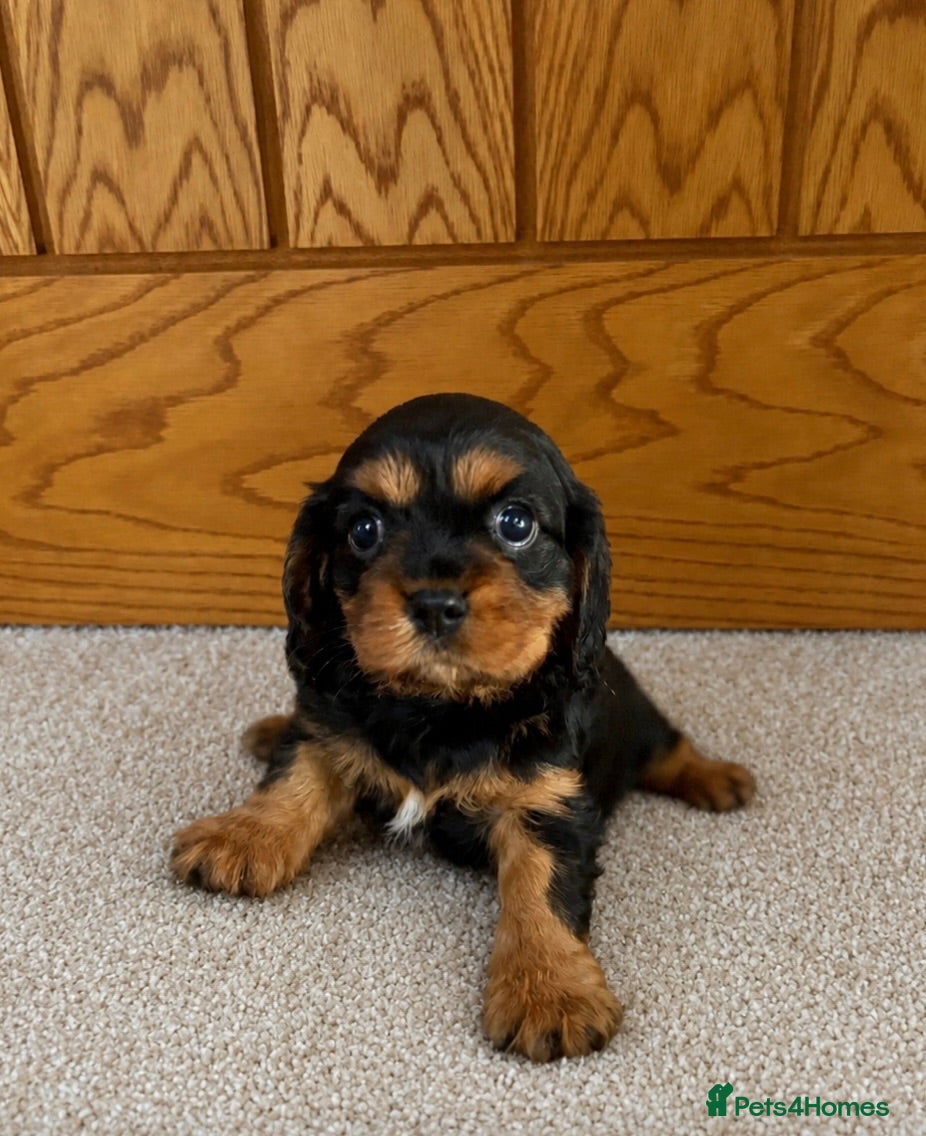 Cavalier King Charles Spaniel dogs Beautiful extensively health tested pure cavaliers - Advert 1