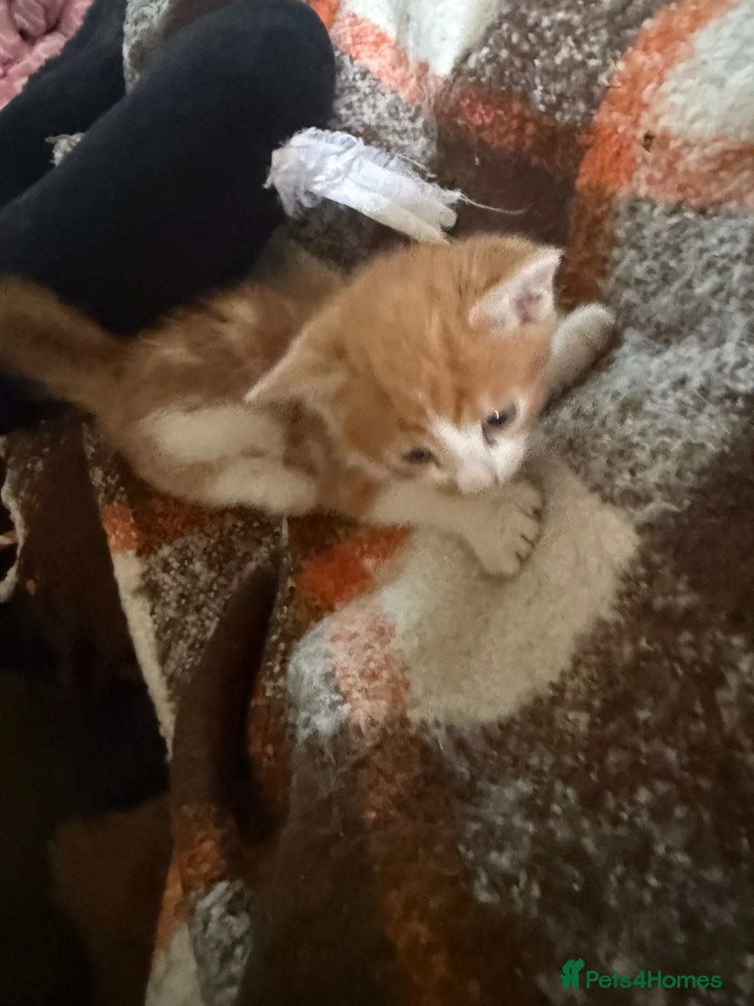 Mixed Breed cats for sale: Kittens Manchester - Advert 23
