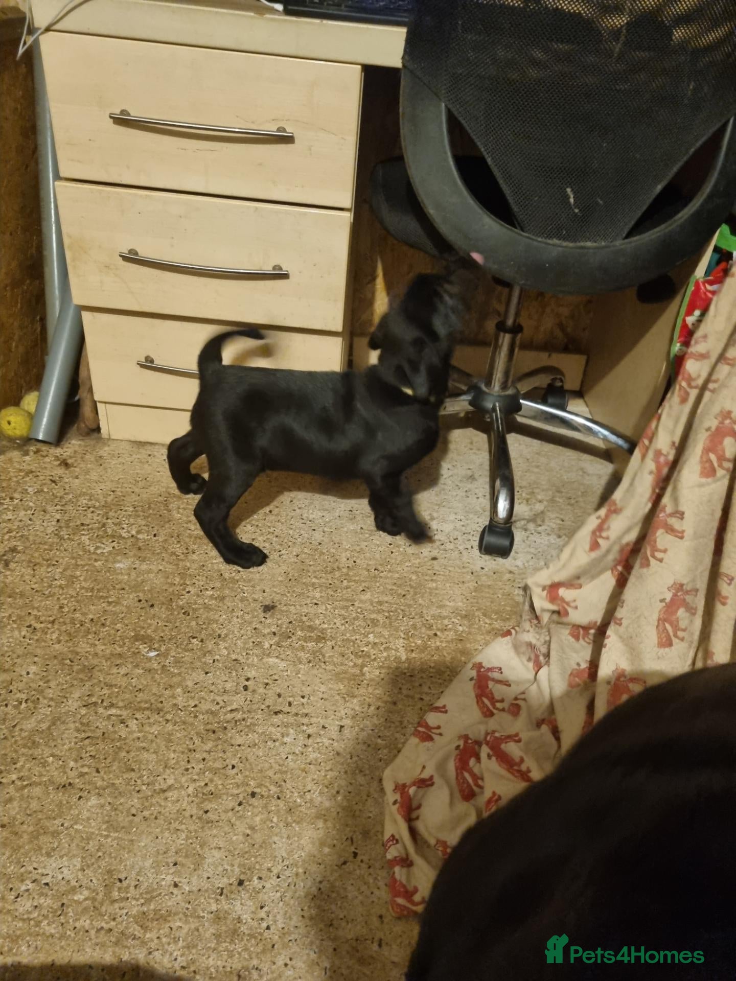 Labrador Retriever dogs 2 Left - Black Labrador Puppies KC Registered - Advert 2