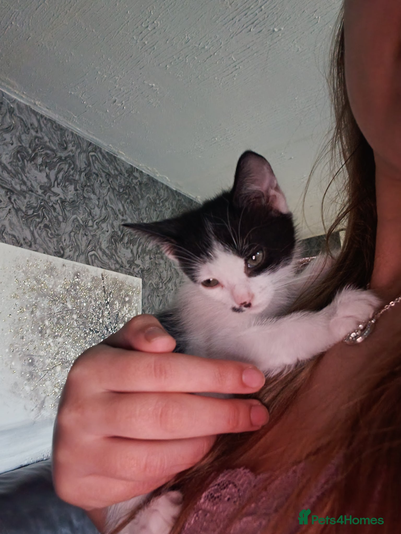 Mixed Breed cats Adorable Kittens Looking for Their Forever Homes - Advert 4