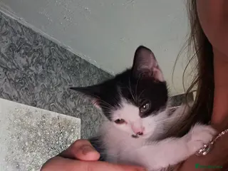 Mixed Breed cats Adorable Kittens Looking for Their Forever Homes - Advert 6