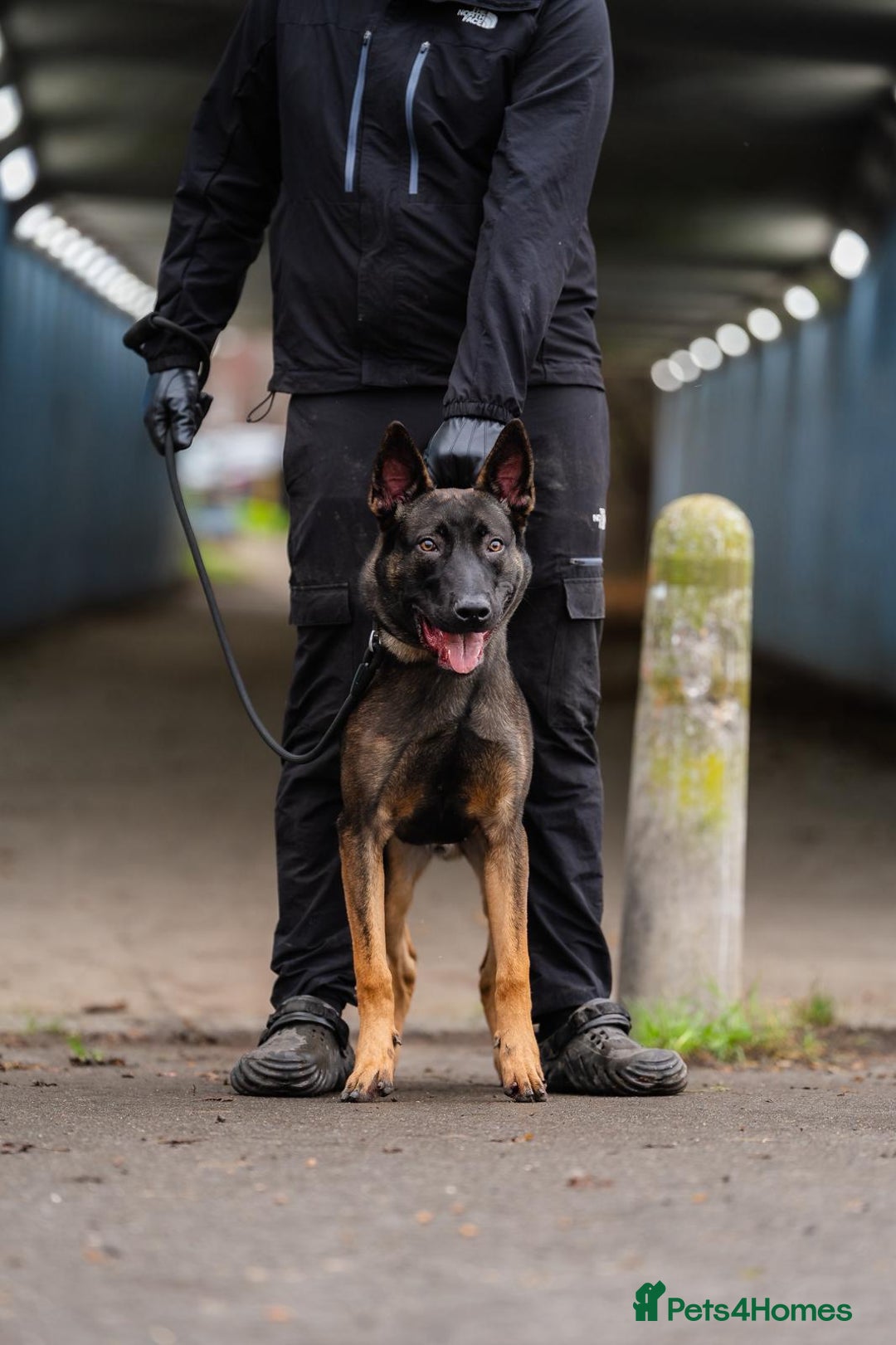 Belgian Shepherd Dog dogs for sale: Herder Bones 🦴 - Advert 10