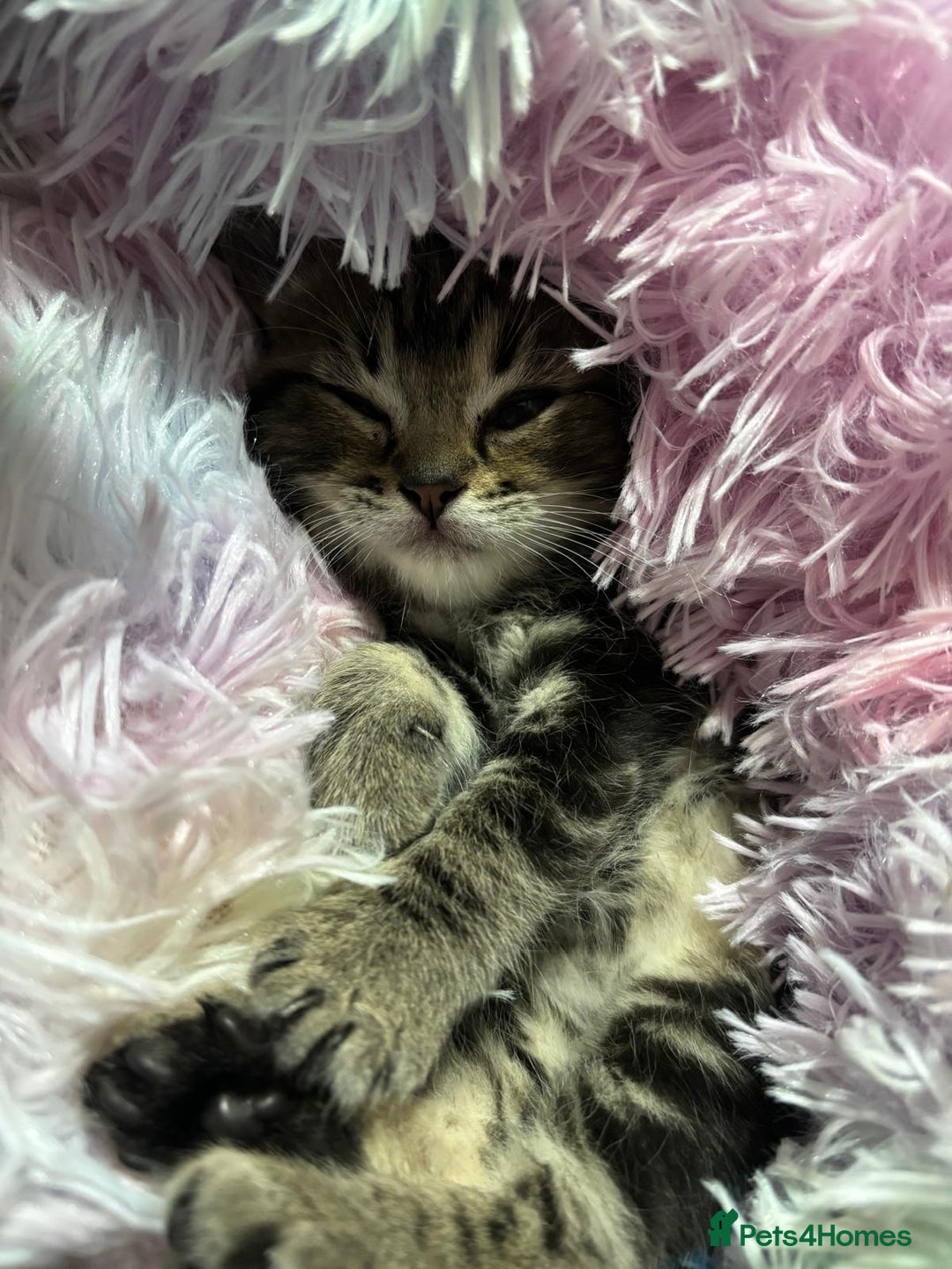 Mixed Breed cats for sale: Ragdoll mixed kittens Grey. Tabby. Speckled. Black - Advert 4