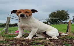 Jack Russell dogs for sale: Traditional Jack Russell Puppies - Image 10