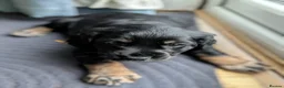 Cocker Spaniel dogs for sale: One female puppy left  - Advert 15