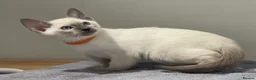 Siamese cats for sale: GCCF Registered Traditional Siamese Kittens.  - Advert 36