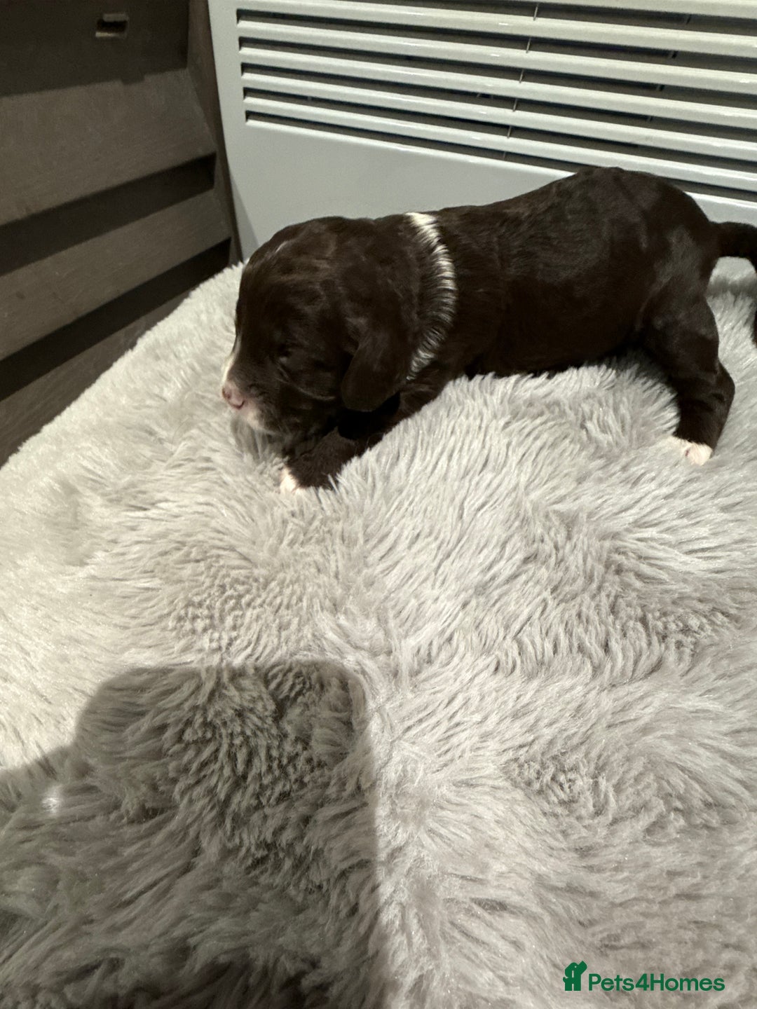 Cockapoo dogs for sale: Miniature f1 Cockapoos puppies - Advert 29