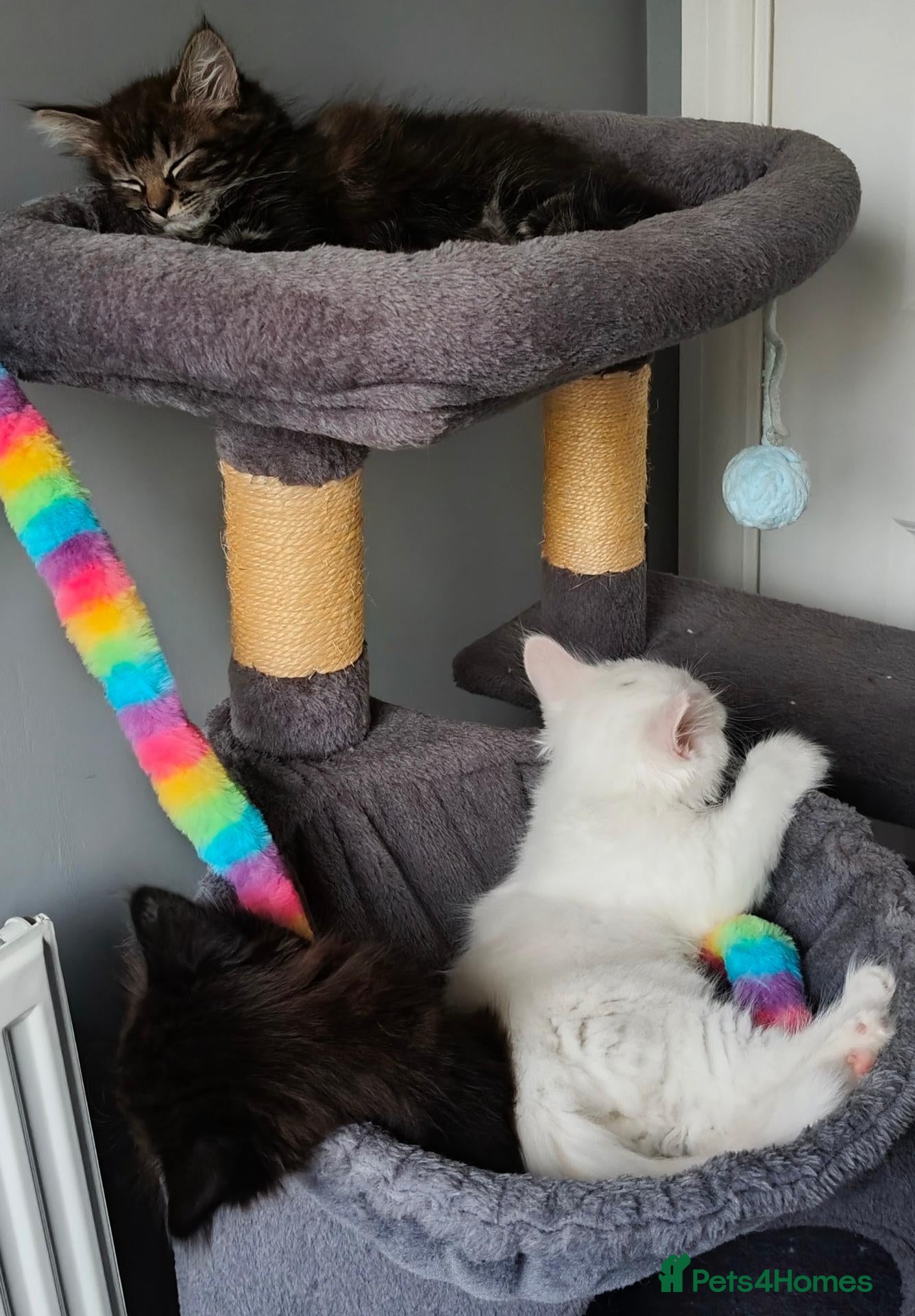 Mixed Breed cats Little cuties - Advert 1