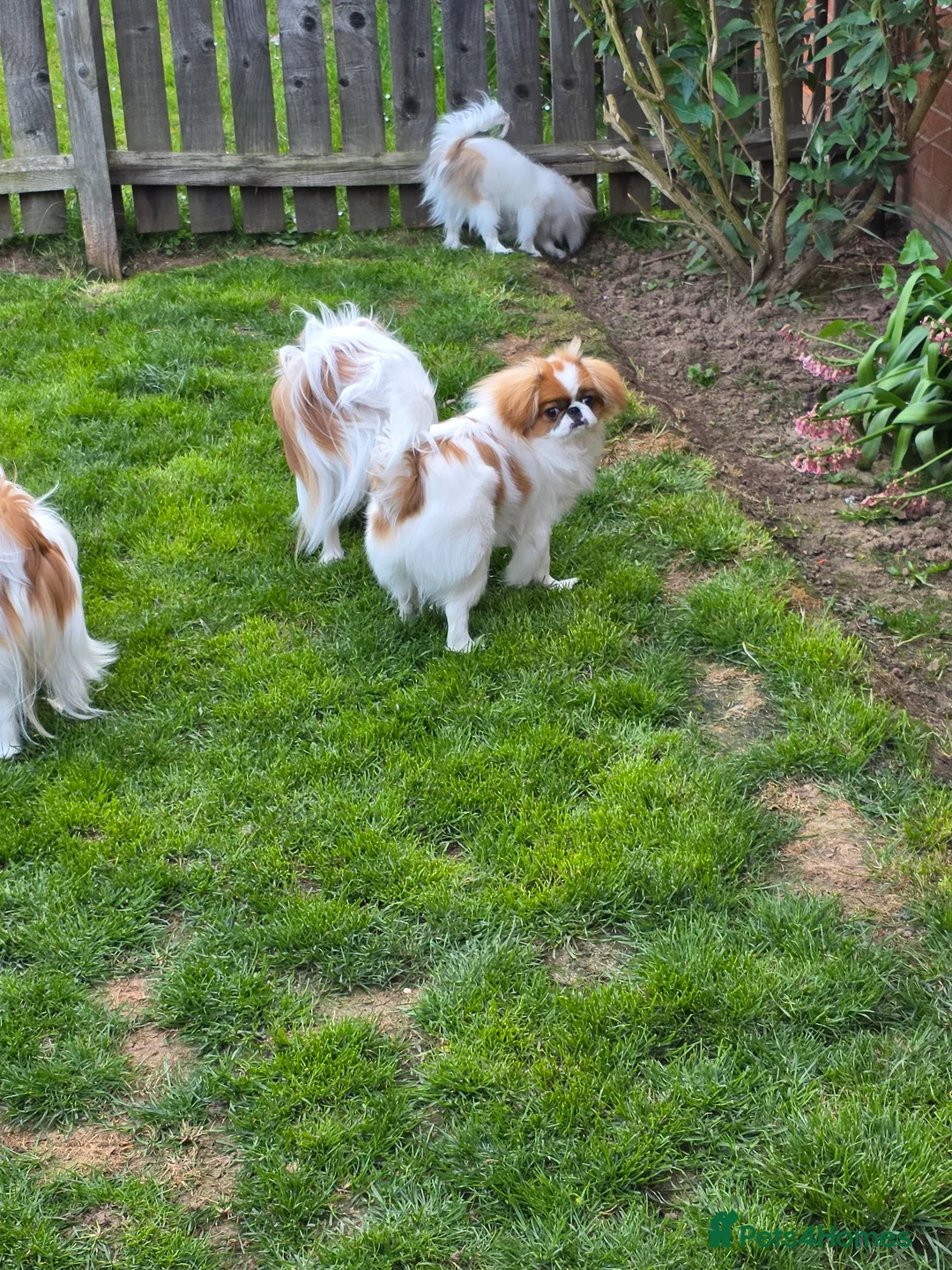 Japanese Chin dogs for sale: Japanese chin male for sale  - Advert 8