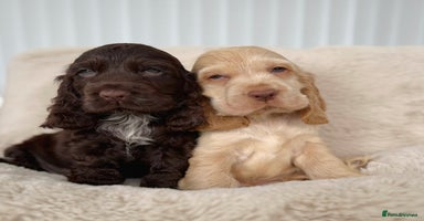 Cocker Spaniel dogs - Advert 7