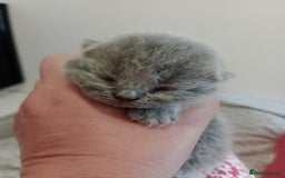 British Shorthair cats for sale: Gccf STUD, Blue Spotted,Blue, Lilac, Bi - Image 38