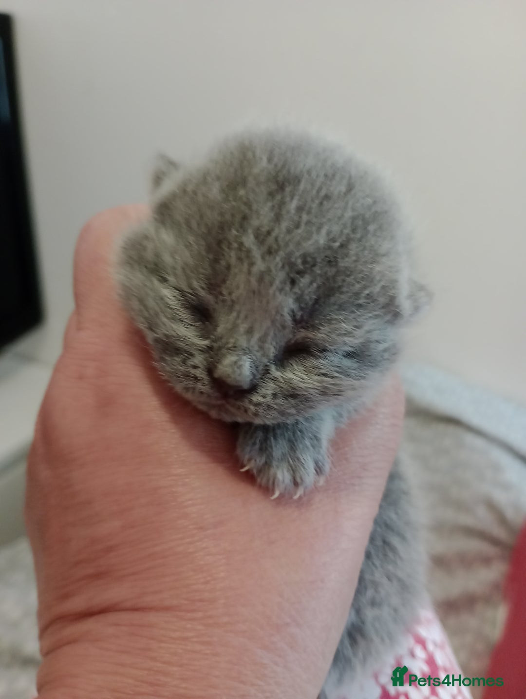 British Shorthair cats for sale: Gccf STUD, Blue Spotted,Blue, Lilac, Bi - Image 38