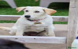 Mixed Breed dogs for adoption: Cuddly Crumble - Image 6