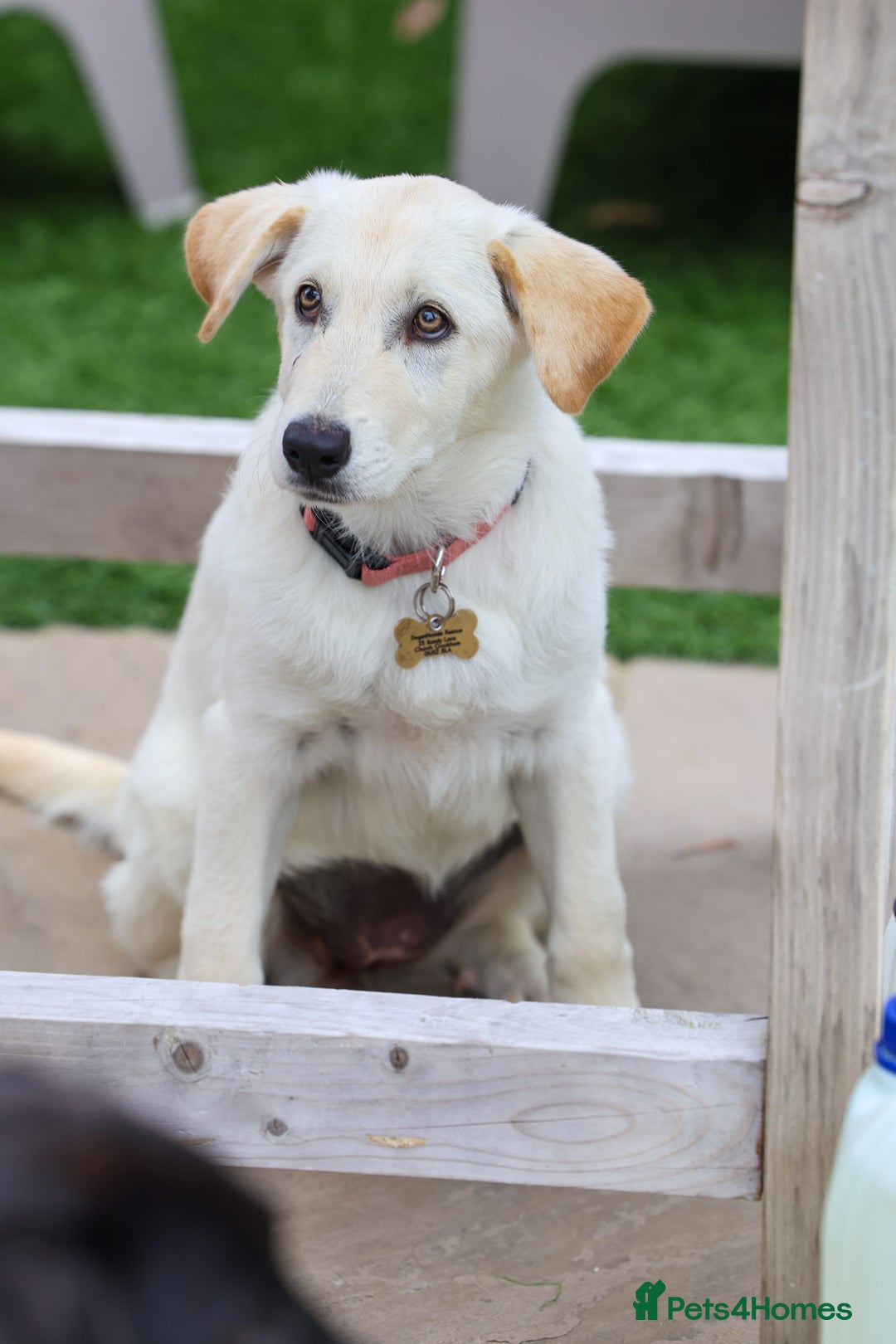 Mixed Breed dogs for adoption: Cuddly Crumble - Image 6