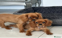 Cavalier King Charles Spaniel dogs for sale: Beautiful cavaliers fully health, and heart tested - Image 12