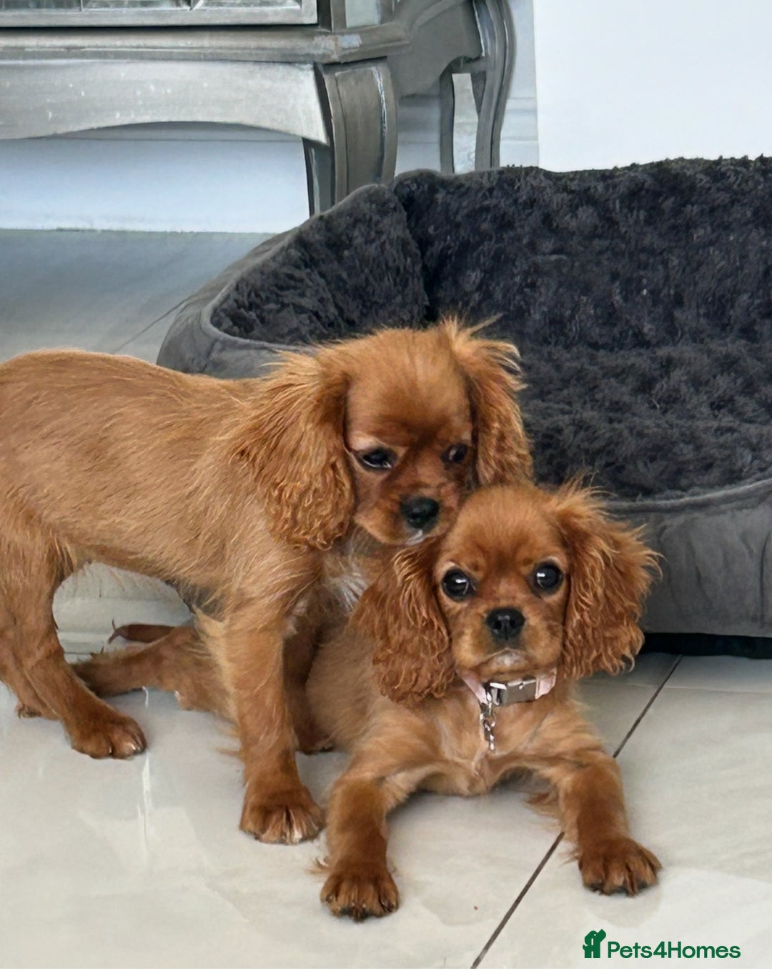 Cavalier King Charles Spaniel dogs for sale: Beautiful cavaliers fully health, and heart tested - Image 12