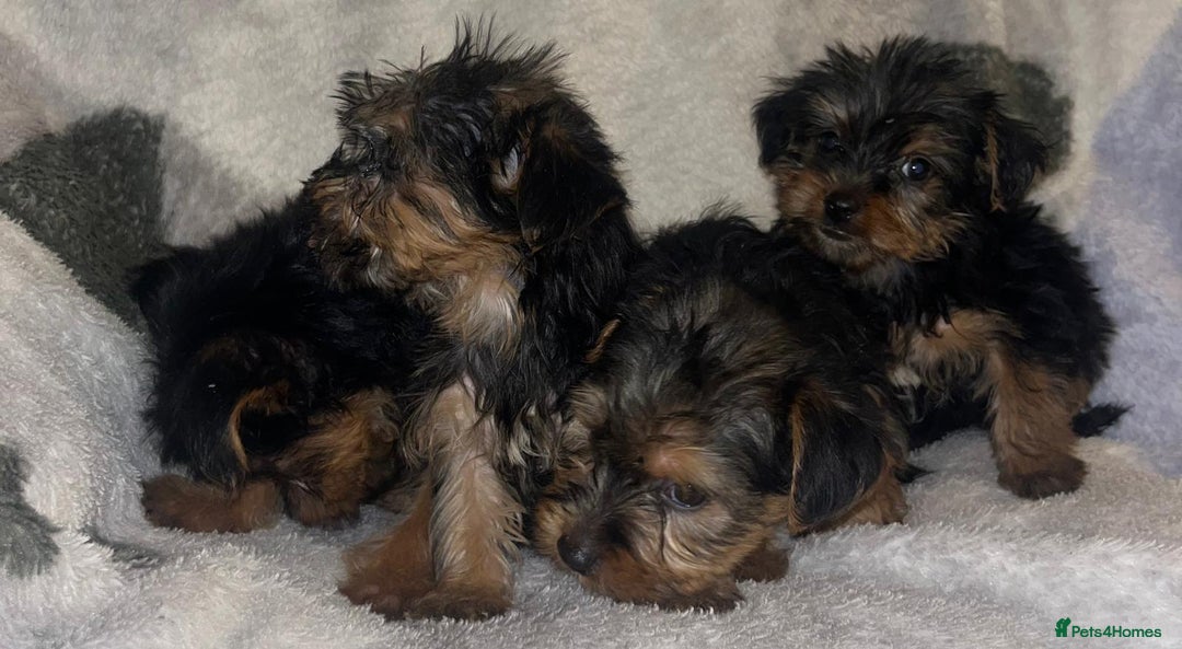 Yorkshire Terrier dogs for sale: Yorkshire Terrier Puppies  - Advert 9