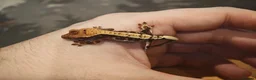 Gecko reptiles for sale: Crested Geckos  in Saint Leonards-on-sea - Advert 1