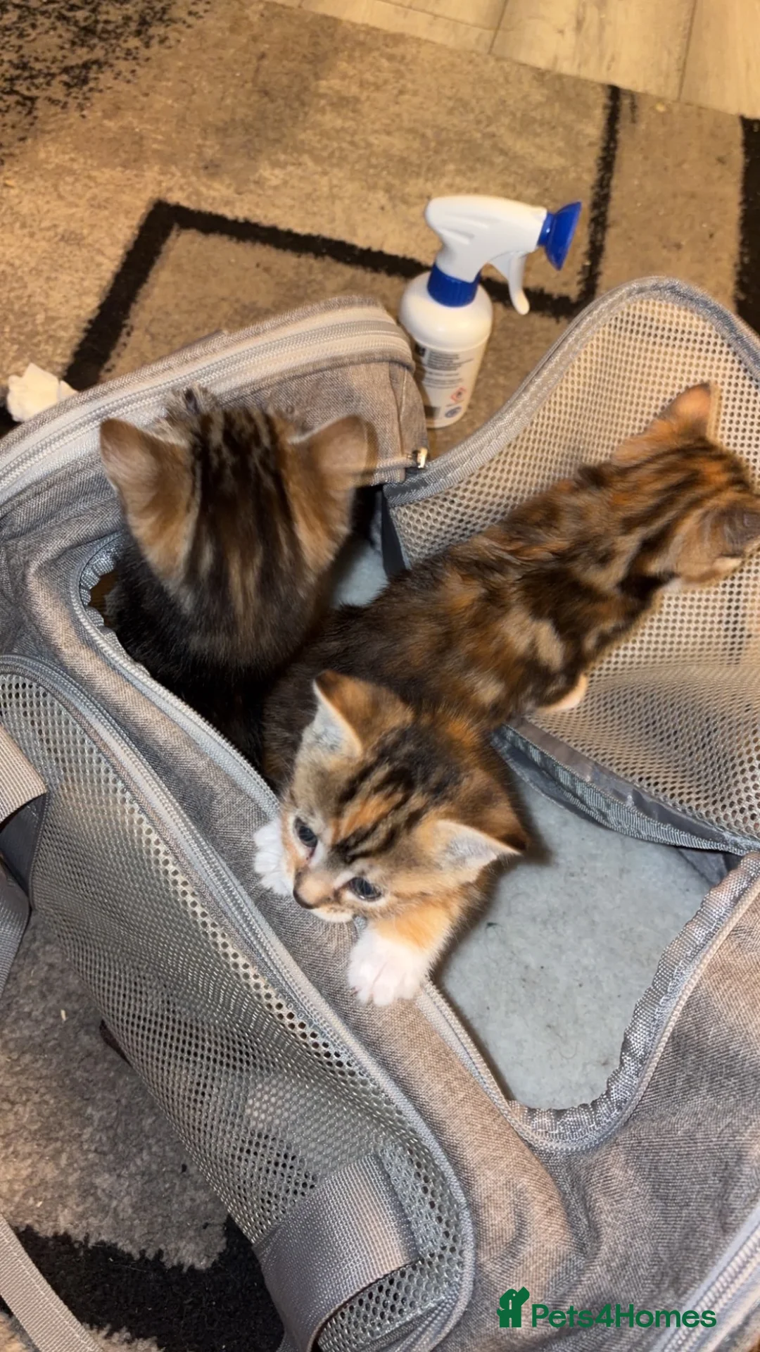 Mixed Breed cats for sale: 3 kittens mixed colours orange, black, white  in Manchester - Advert 2