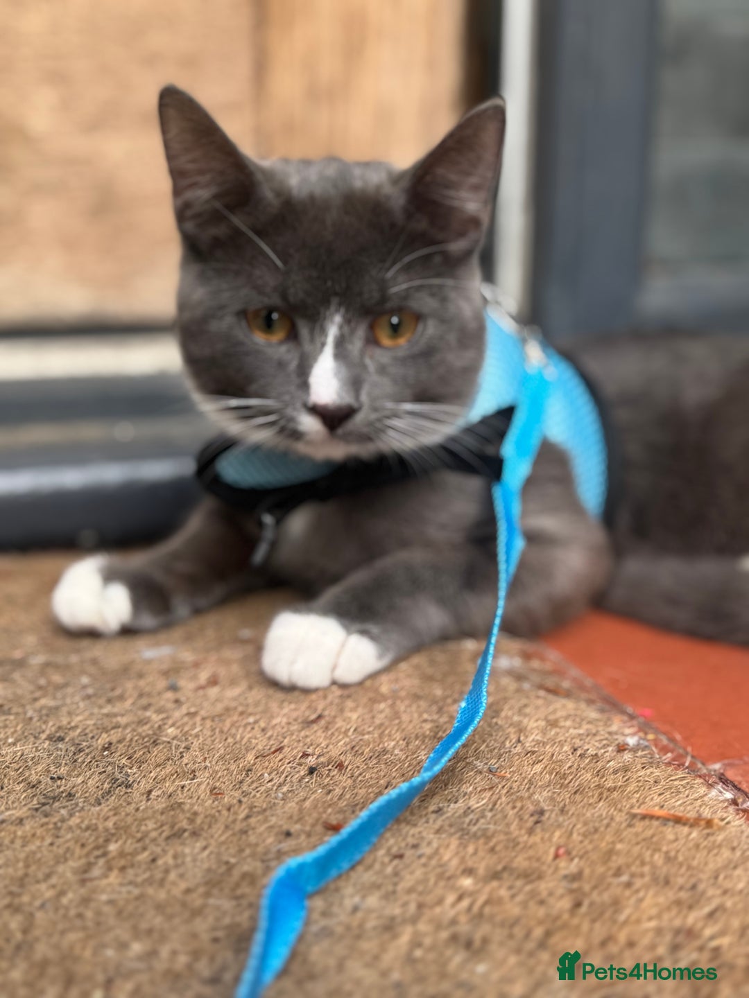 British Shorthair cats for sale: 8 month old ozzy  - Image 3