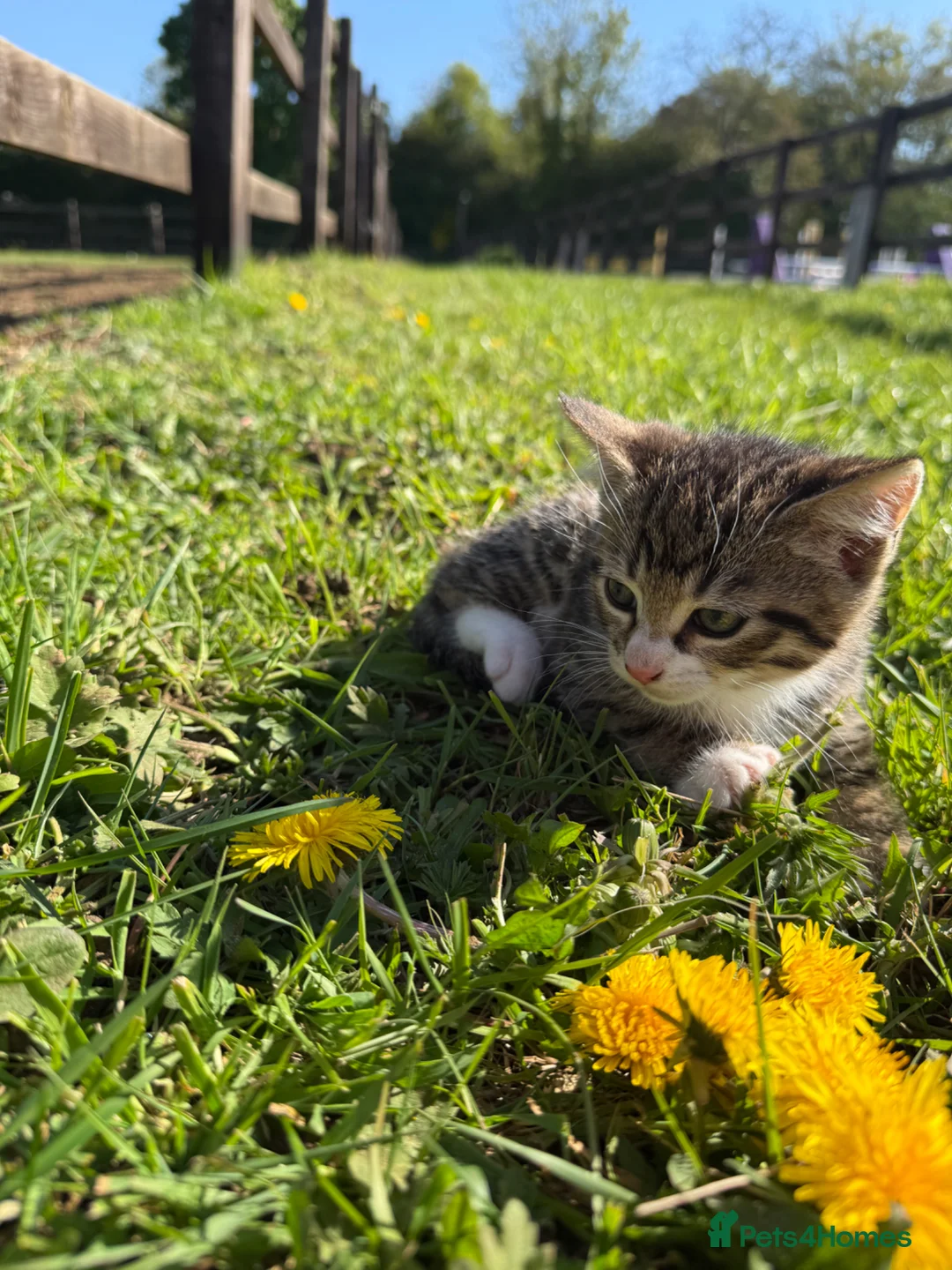 Mixed Breed cats for sale: Beautiful tabby boy  in Virginia Water - Advert 2