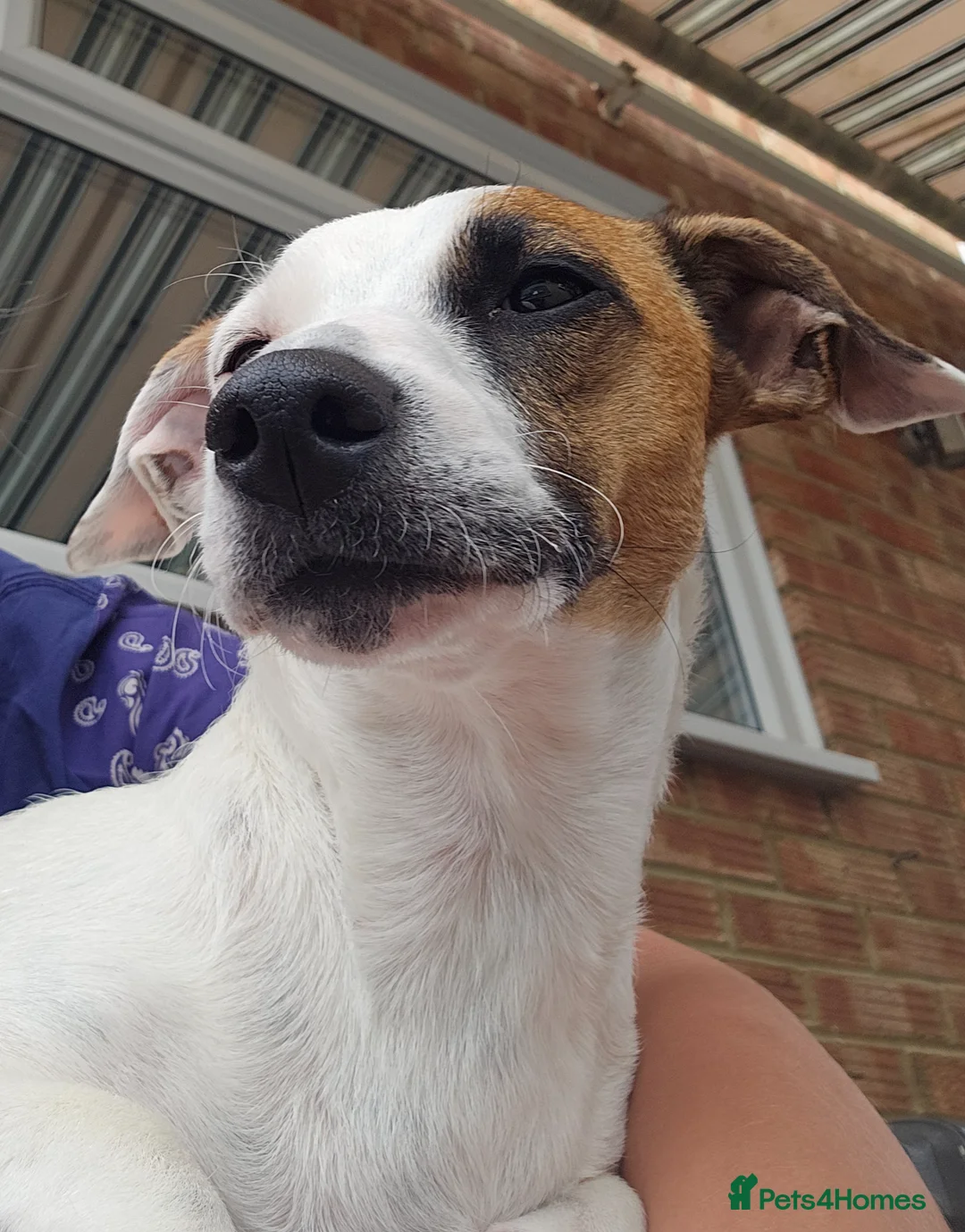Jack Russell dogs for sale: 3,5 years old Jack Russells girls in Ipswich - Advert 2